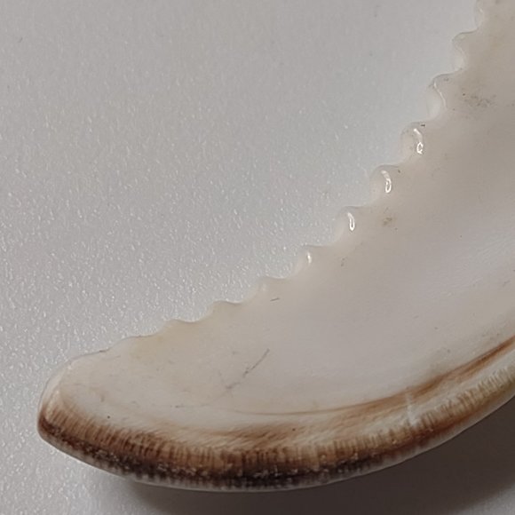 Very Cool Shell And String Necklace 21 Inches Long - Picture 10 of 15